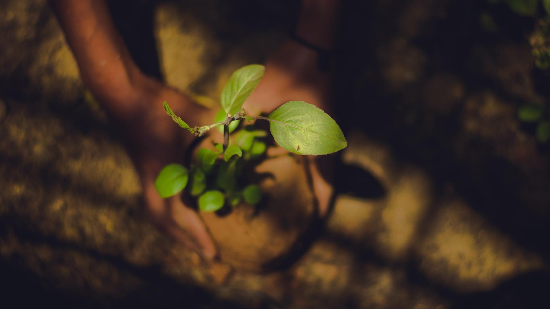Engagement pro display et plantavenir